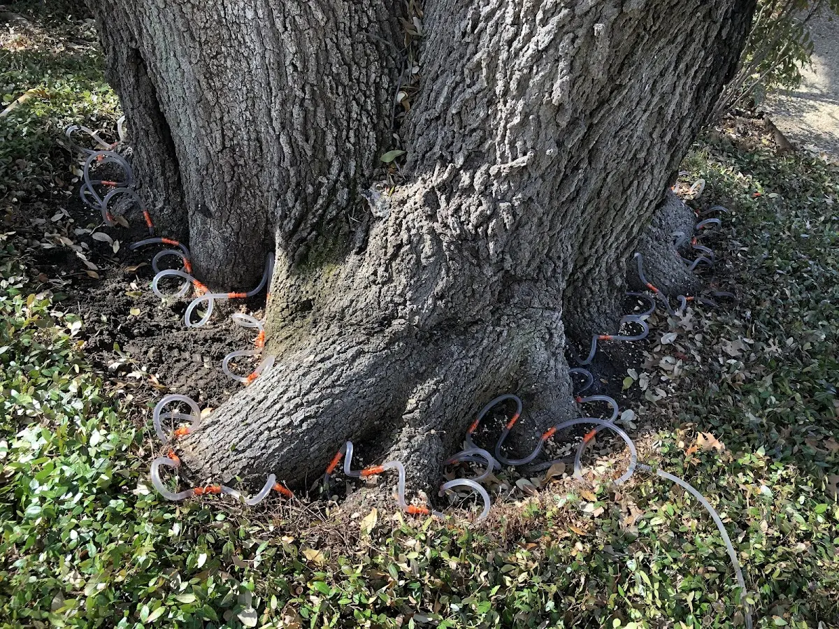 Detailed Tree Cabling and Bracing job site in Walls