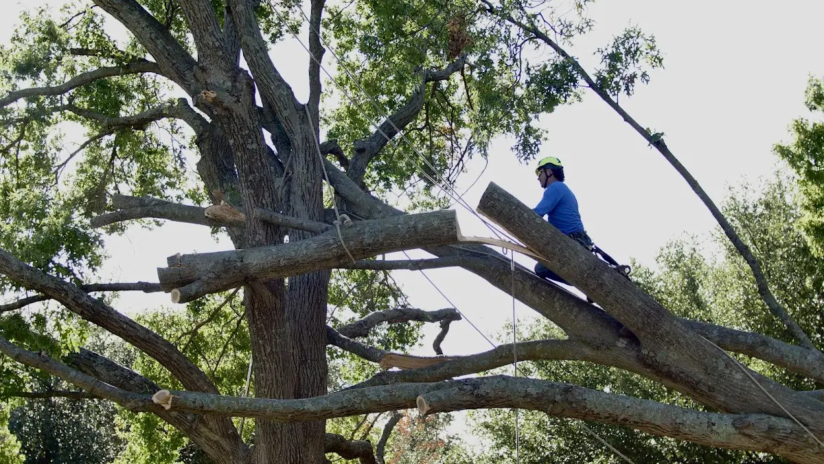 Professional Hazardous Tree Removal performed by certified arborists in Walls