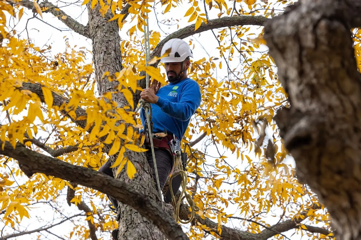 Skilled Tree Transplanting crew working in Walls